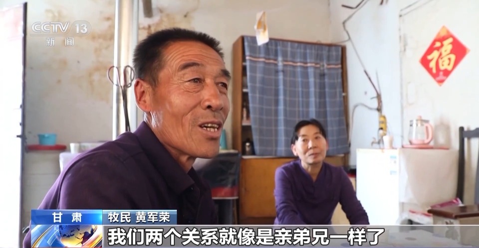 给草原放个假~祁连山20万头牛羊要下山“借牧”啦