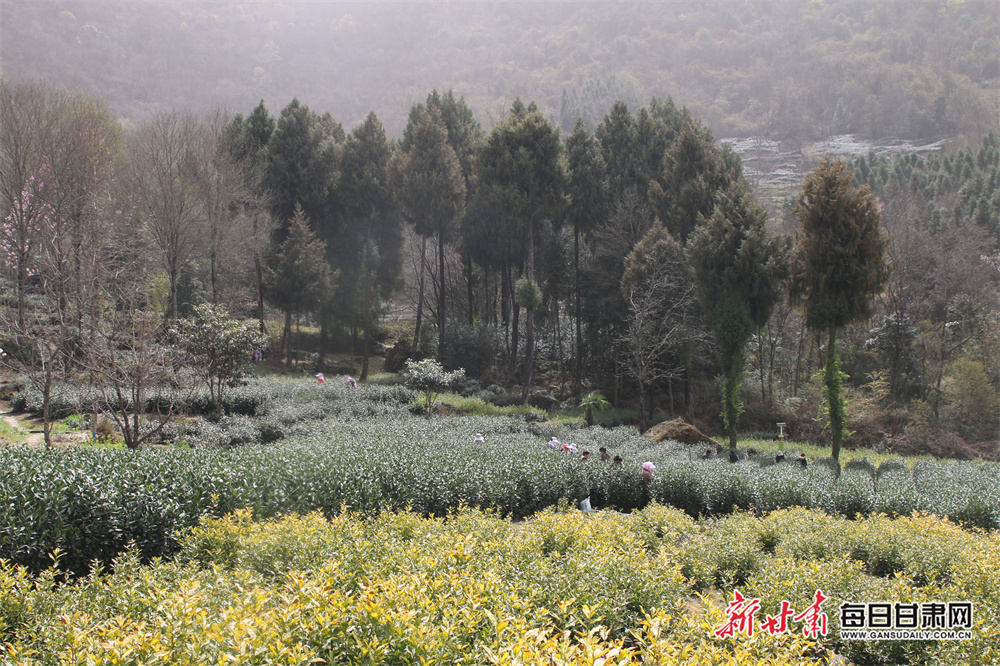 品春天第一缕茶香陇南文县明前茶开采_fororder_4
