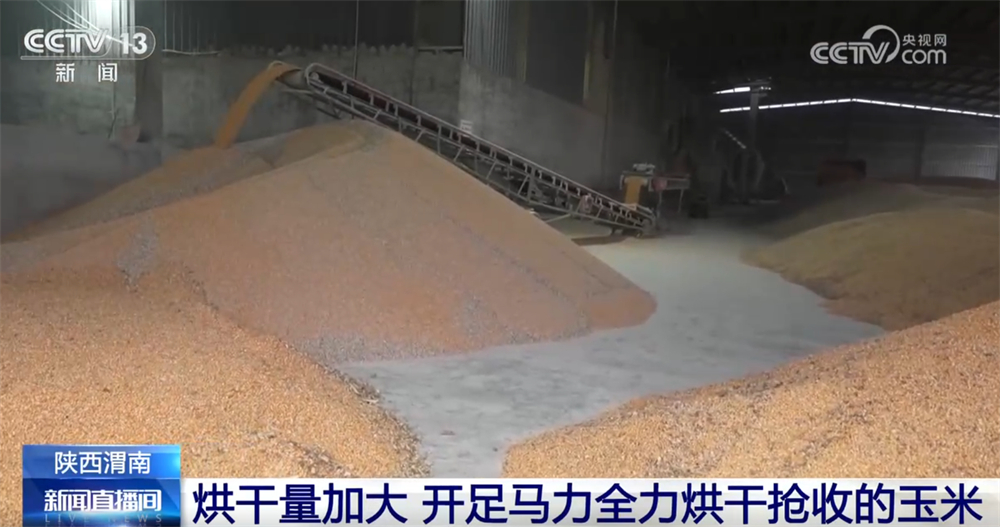 多地“攥指成拳”打响秋收“攻坚战” 排涝、抢收、抢烘有序开展