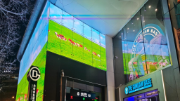 天水市张家川红花牛亮相北京核心商圈