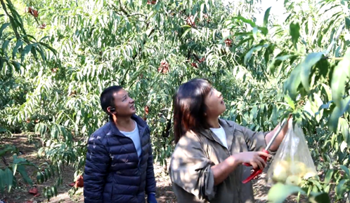 黄山市徽州区：雪桃满枝头 果农迎丰收_fororder_110304