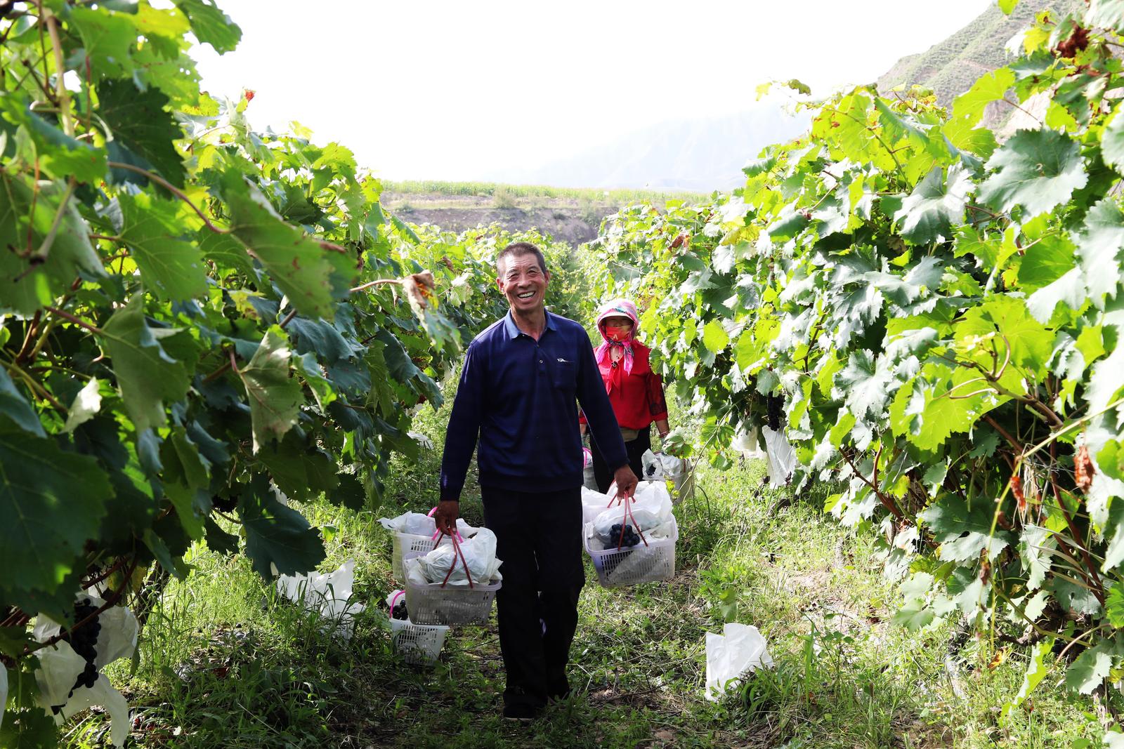 临夏永靖县城北新村：葡萄满枝头 甜蜜迎丰收_fororder_3