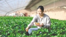 新农人成乡村振兴“甜蜜引擎”