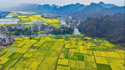 湖南通道：绘就金色春景