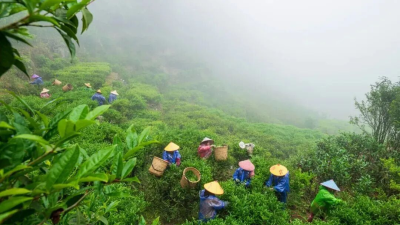Chaozhou Dancong Tea: A Millennia-Old Fragrance, Shared with the World