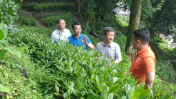 湖南新宁县人大常委会以专题调研推动茶产业高质量发展