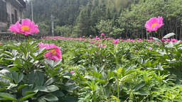 湖南桂东：背靠青山“药”飘香
