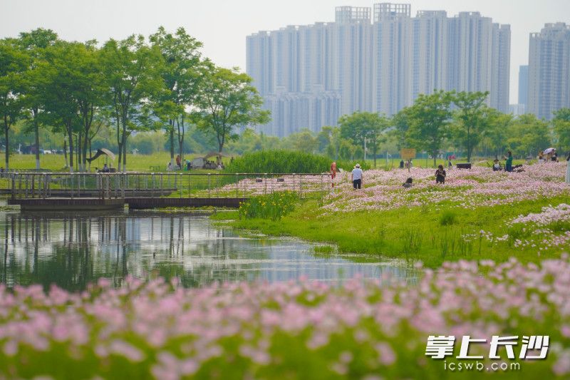 组图丨“莫奈花园”空降洋湖！千亩粉白月见草编织星城春日童话_fororder_4