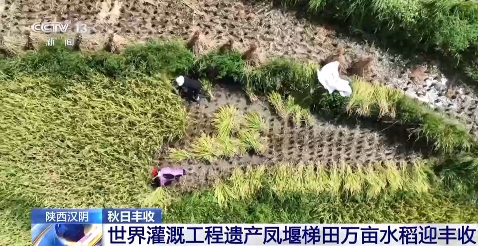 万亩凤堰古梯田迎丰收 秋日丰收美景已上线！