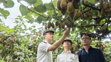 湘西猕猴桃暑期热销海外