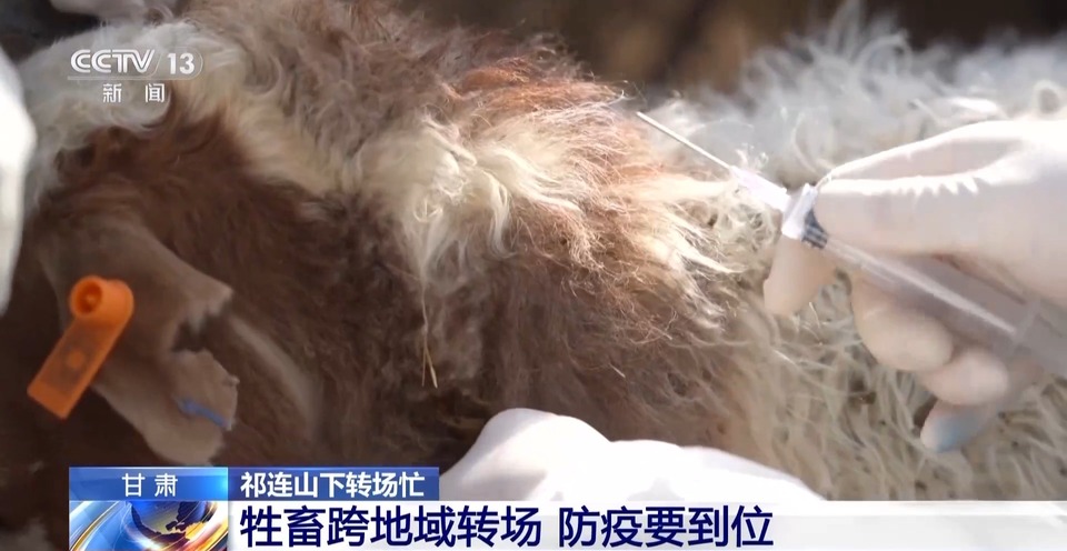 给草原放个假~祁连山20万头牛羊要下山“借牧”啦
