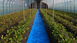 天水市武山县山丹镇：产业棚里好“丰”景