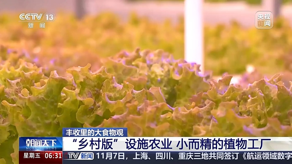 植物工厂长啥样？沙漠里能种水稻？揭秘种菜“黑科技”