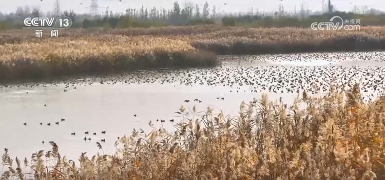 万鸟翱翔赏“鸟浪”奇观 冬日的湿地呈现一派勃勃生机