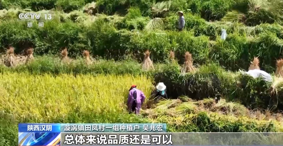 万亩凤堰古梯田迎丰收 秋日丰收美景已上线！