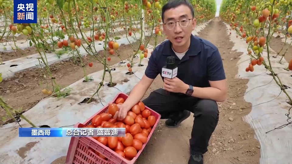 总台记者探访丨美国加征关税 对墨西哥番茄产区影响几何？