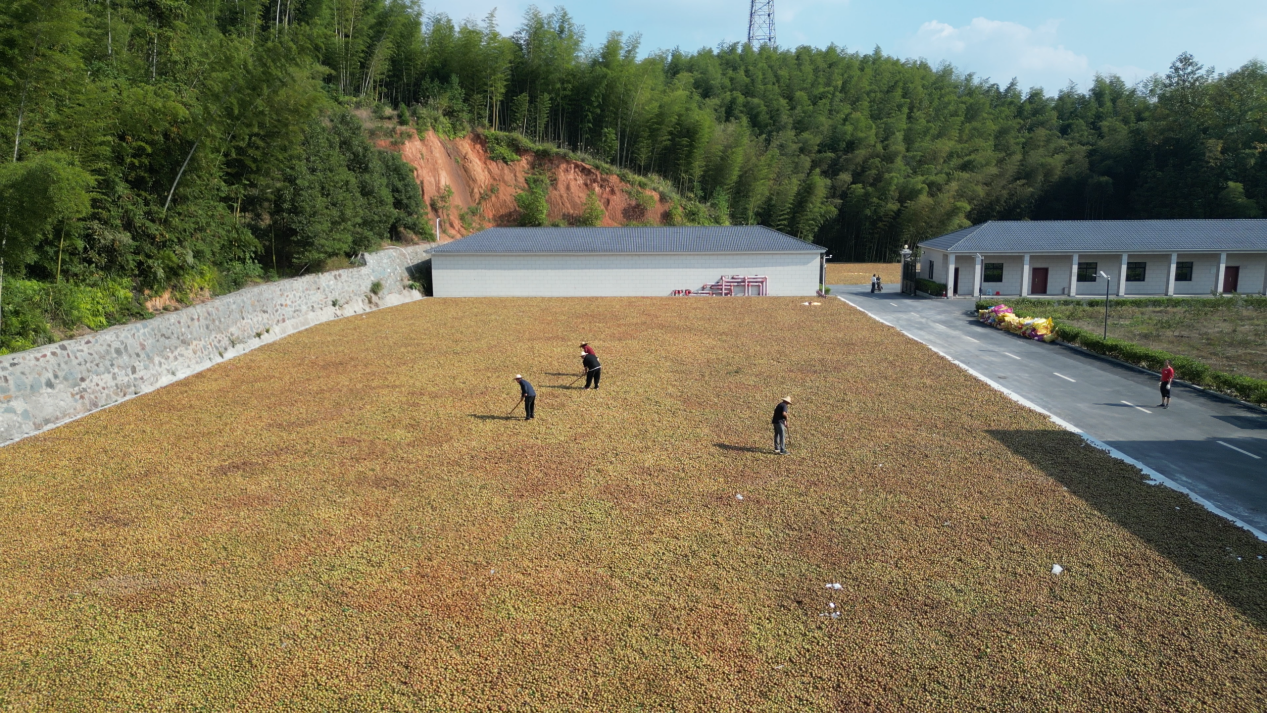 湖南安化万亩霜降油茶果迎丰收 无人机架起“空中走廊”_fororder_2