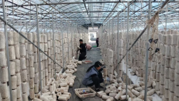 天水清水县：菌棒挂架 椴木进田 奏响产业振兴新乐章