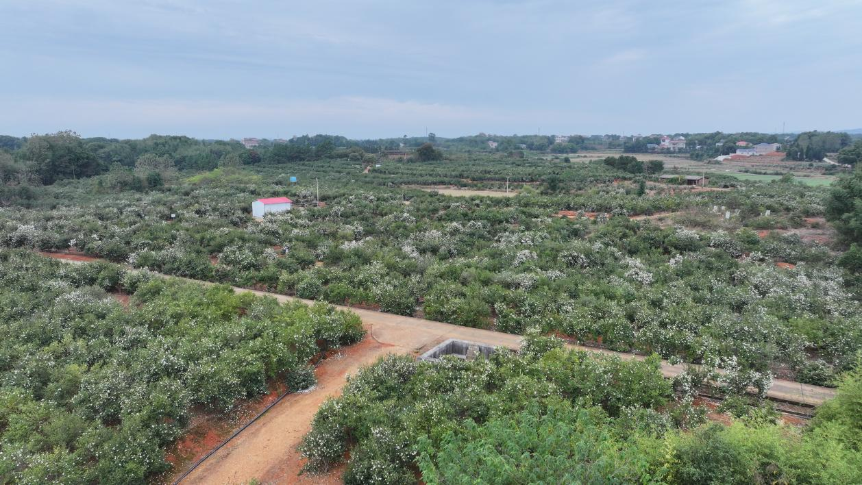 湖南衡山县油茶花开似霜雪 繁花似锦兆丰年