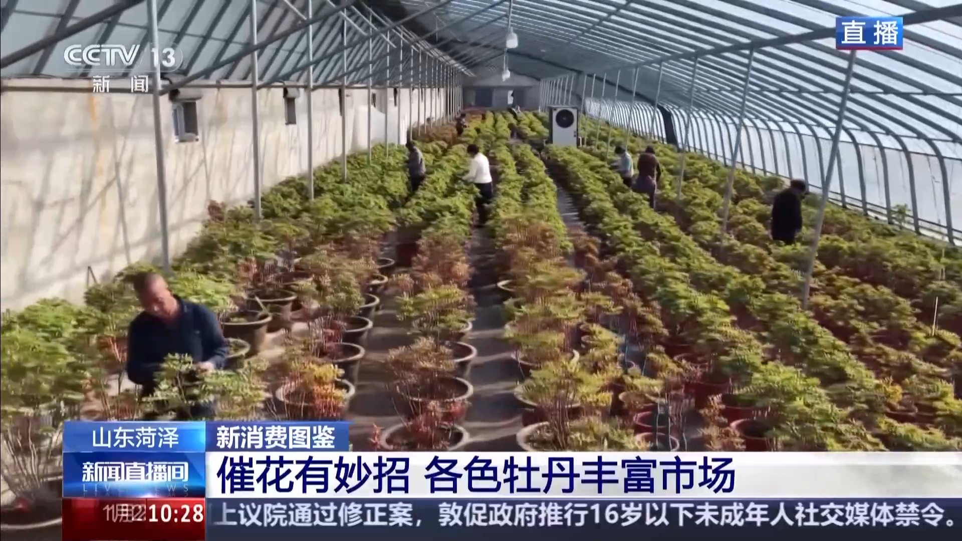 国色“添香” 牡丹花成村民“致富花”