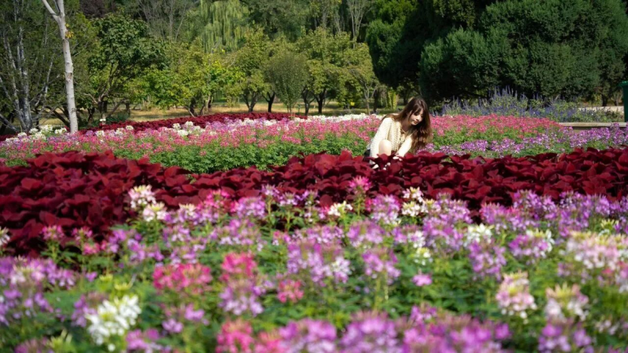 Luquan District, Shijiazhuang: Autumn Charm and Blossoms Paint a Romantic Scene_fororder_图片6