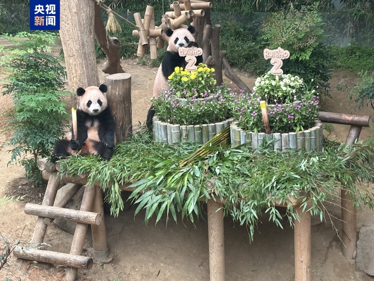 “睿宝”“辉宝”今天两周岁啦 韩国爱宝乐园为熊猫双胞胎办生日会