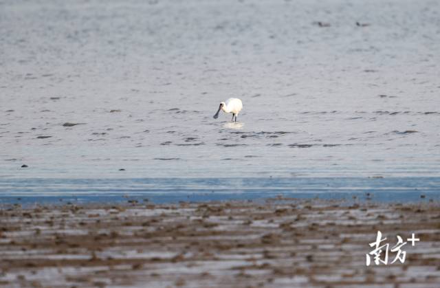 文化中国行·立冬 | 岭南立冬春意同，新梅万朵映晴空