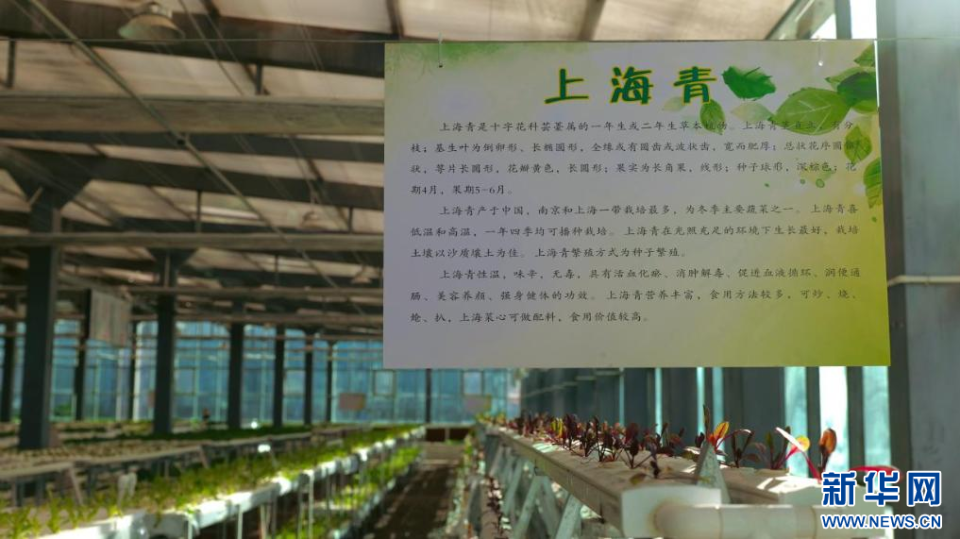 石榴花开 籽籽同心｜云端的菜篮 百姓的幸福_fororder_3