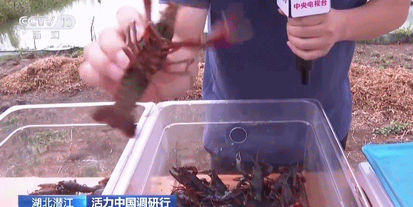 活力中国调研行丨湖北潜江大个儿“炮头虾”正“四季速达”你的餐桌