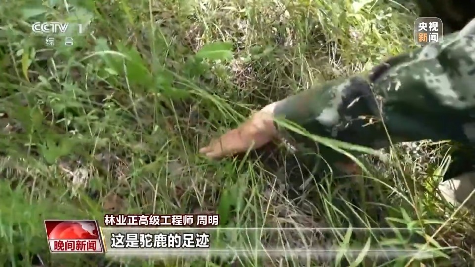 看见美丽中国丨停伐十年 看“绿色宝库”大兴安岭的转型路→