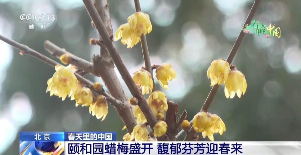 蜡梅和古建筑适配度拉满！跟随记者镜头开启“赏梅”