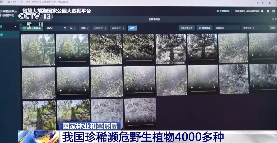 朱鹮7只→7000多只！我国这些野生动植物旗舰物种传来好消息
