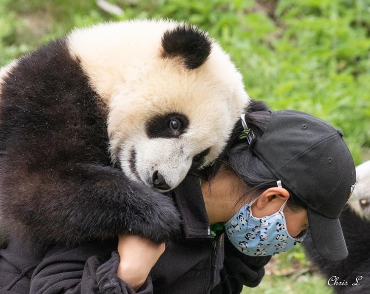 资讯有故事｜旅比大熊猫的饲养员刘洋：“我对它们产生了情感上的依赖和羁绊”