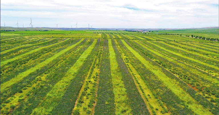 呼和浩特：赏心悦目的浪漫紫色_fororder_4