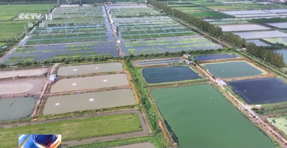 活力中国调研行丨湖北潜江大个儿“炮头虾”正“四季速达”你的餐桌