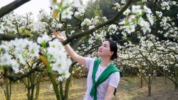 湖南城步万亩梨花绽放 展现美丽乡村新画卷
