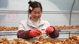 天水武山这朵小菌菇为何火到了泰国？