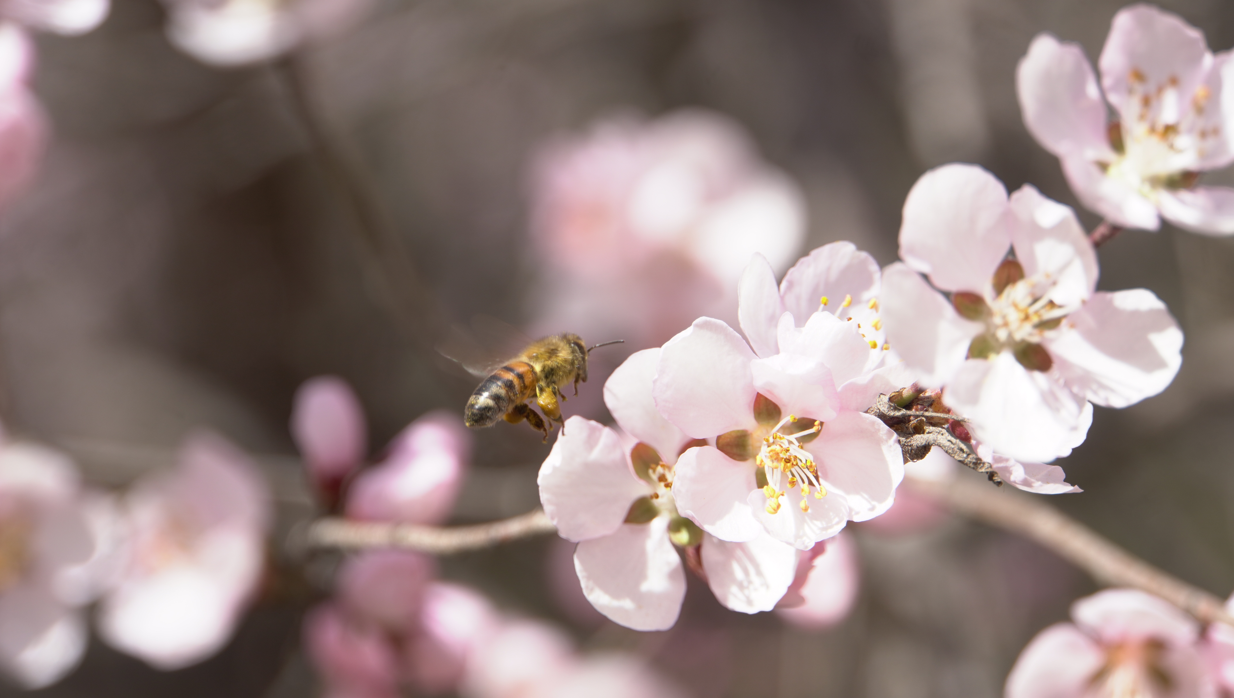 金城春信至 繁花绘盛景_fororder_DSC00680.JPG
