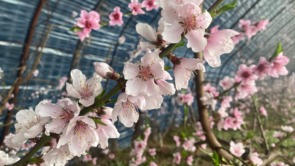 【原创】天水甘谷：桃花枝头俏 果农管护忙