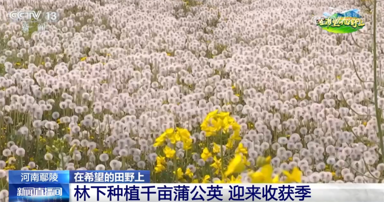 从“赏花1.0”到“产业2.0” 特色产业“以花为媒”绘就乡村振兴新画卷