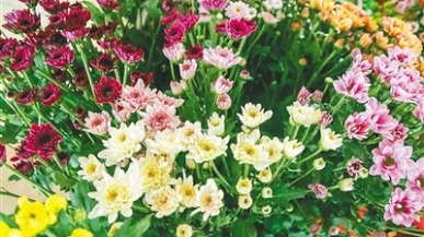 东方鲜切菊4个月出口5000万元