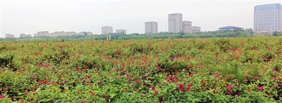 850亩花海 菊花争艳 金秋季节 武清邀你来观菊_fororder_p2_b
