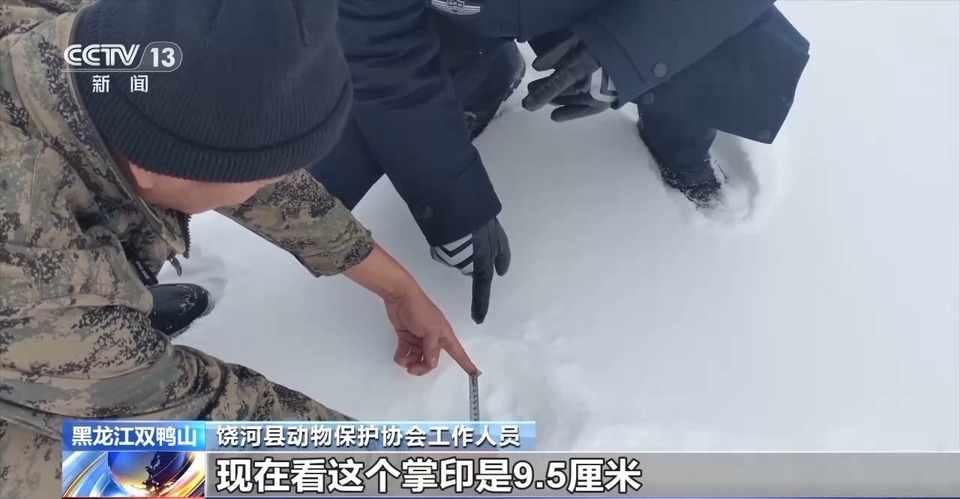 冰天雪地里 9.5厘米大掌印是谁的?