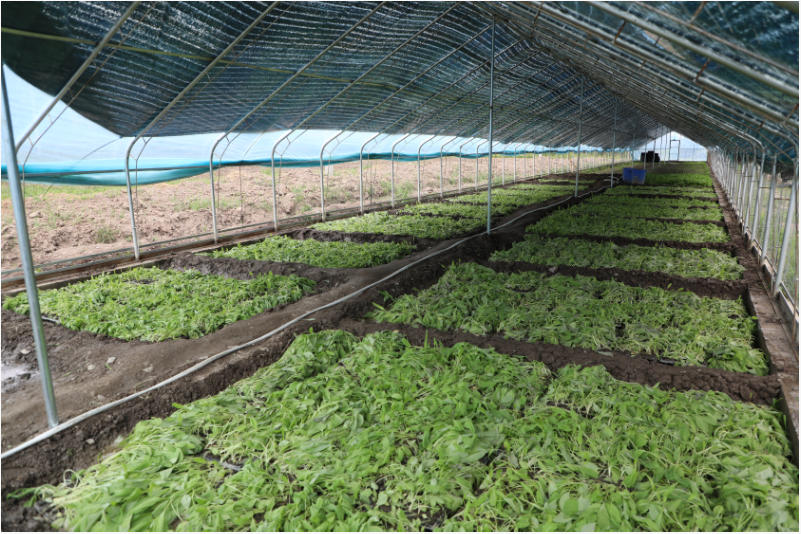 辉煌60年·我们的家园｜高原“旅客”上太空