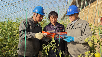 Jiaozuo, Henan: Reliable power services boost high-quality development of the vegetable cultivation industry