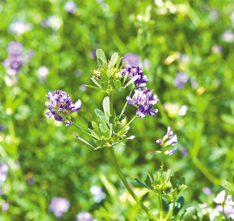 呼和浩特：赏心悦目的浪漫紫色_fororder_3