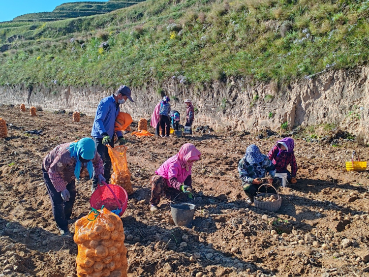 甘肃定西马铃薯进入采收季_fororder_图片4