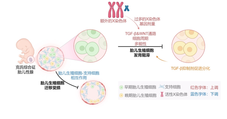 这些成果何以入选“中国科学十大进展”？一文了解