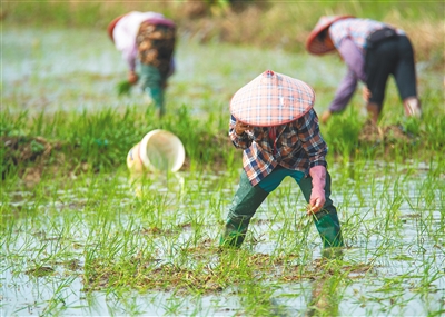 抢抓农时插秧忙