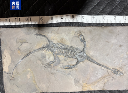 美国向我国返还64件（套）文物艺术品和古生物化石